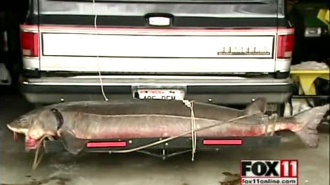 100-Year-Old Fish